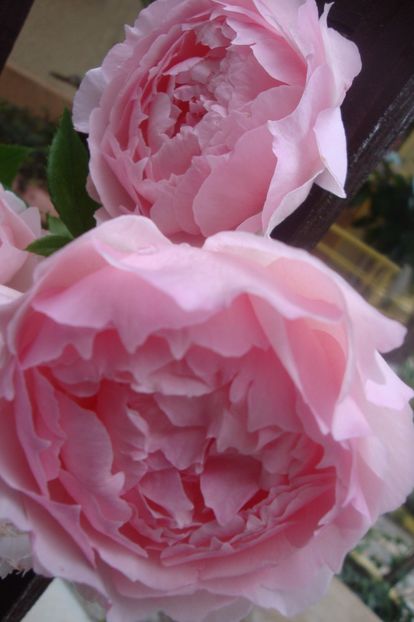  - The Wedgewood Rose