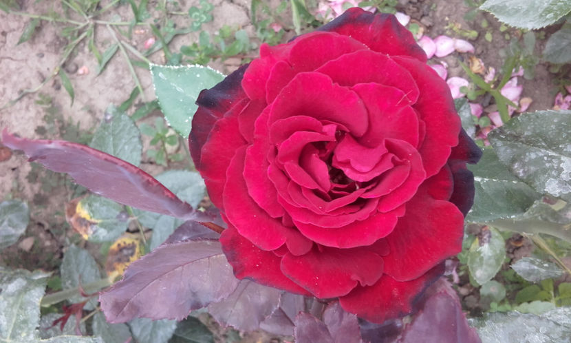  - BARKAROLE Tantau 2