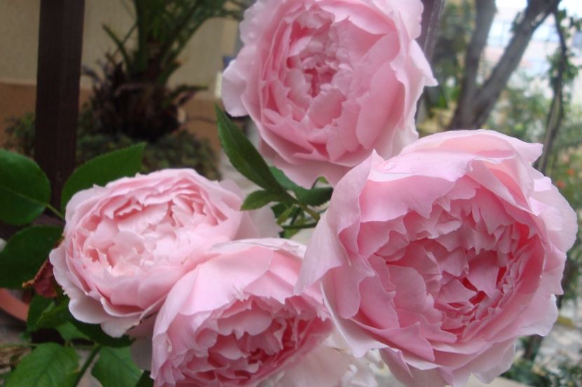  - The Wedgewood Rose