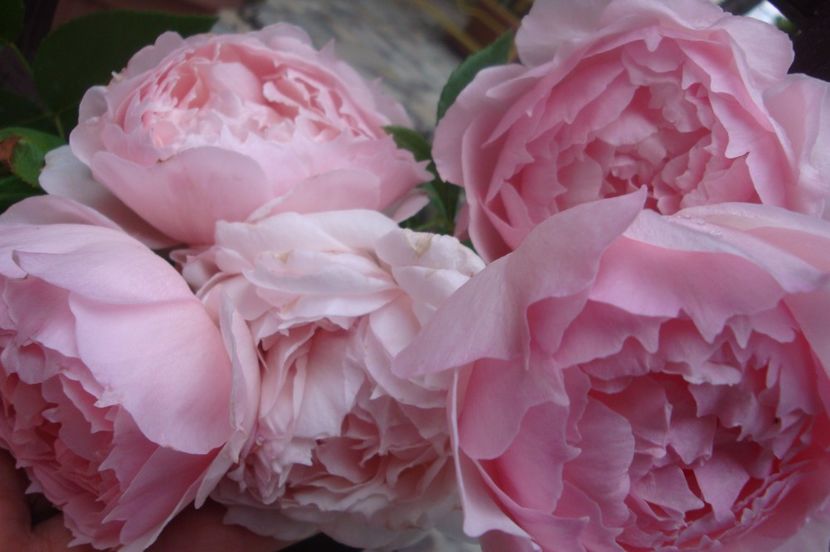  - The Wedgewood Rose