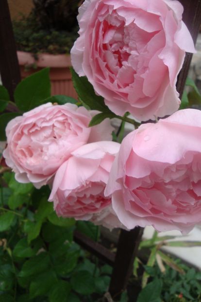  - The Wedgewood Rose