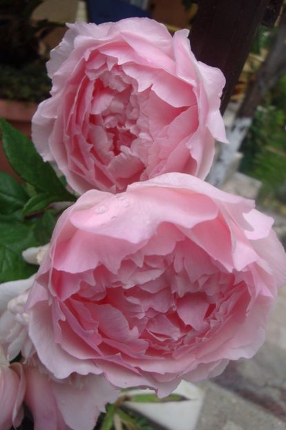  - The Wedgewood Rose