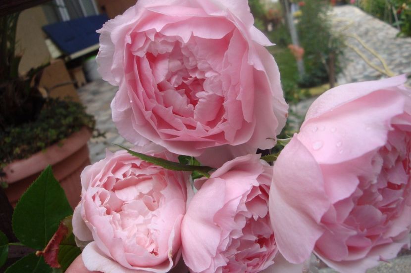  - The Wedgewood Rose