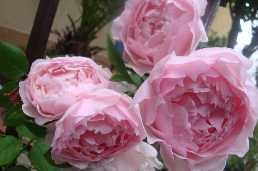  - The Wedgewood Rose