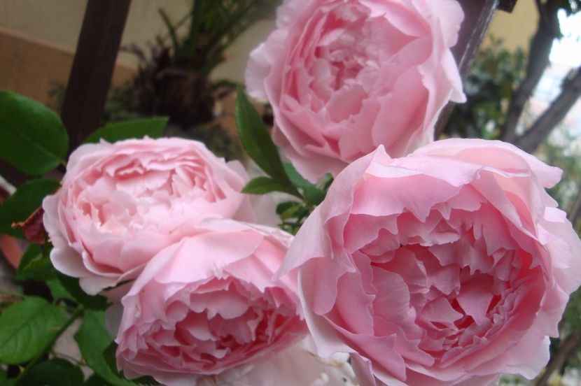  - The Wedgewood Rose