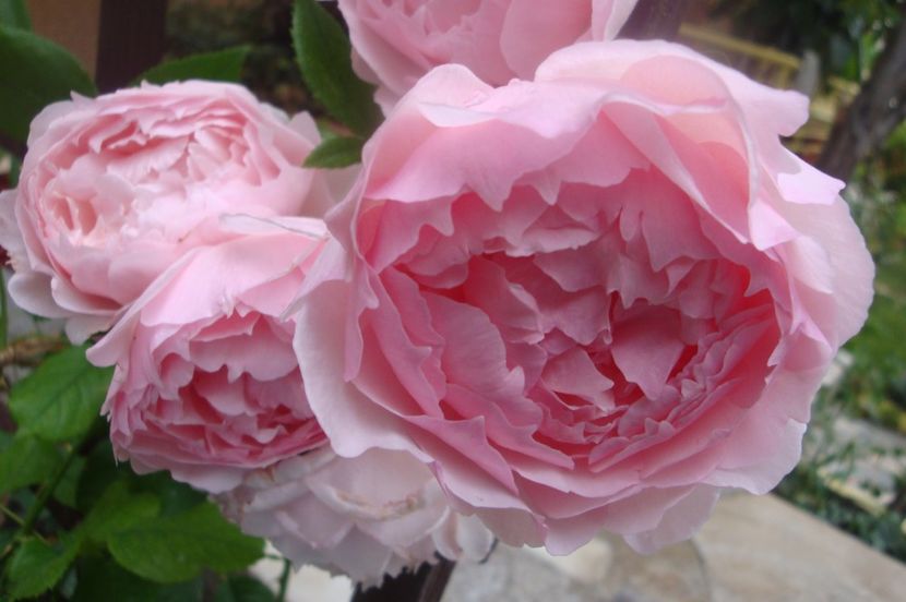  - The Wedgewood Rose