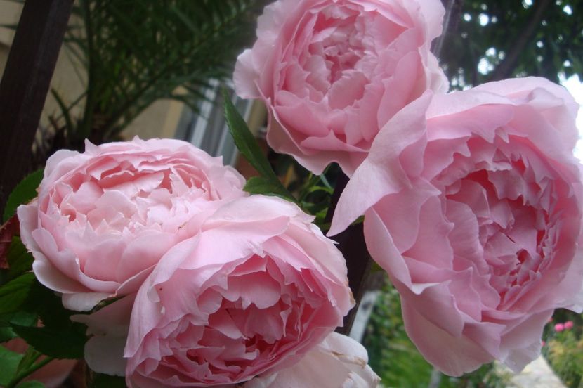  - The Wedgewood Rose