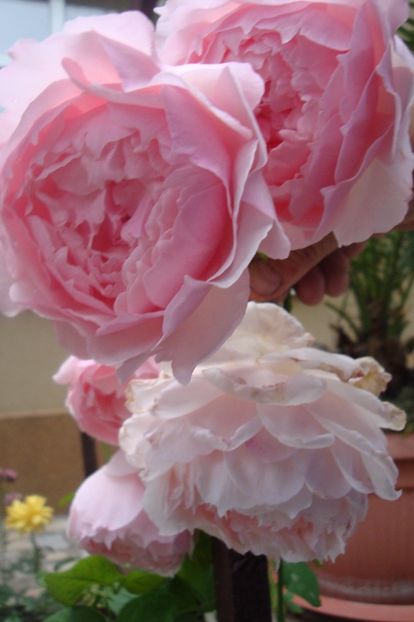  - The Wedgewood Rose