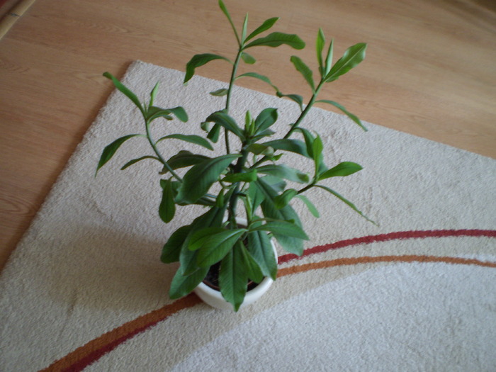 ARBORE DE CAUCIUC - FLORI