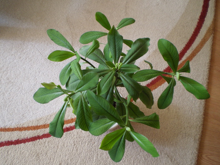 ARBORE DE CAUCIUC - FLORI