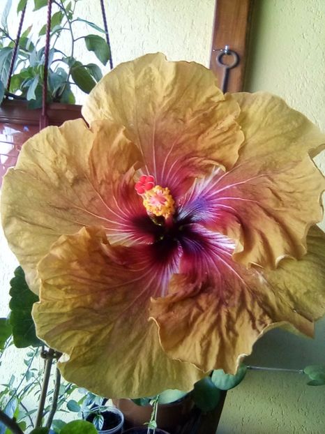 Tahitian gabonaise - hibiscus