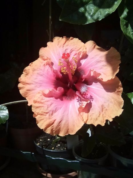 Erin rachel - hibiscus
