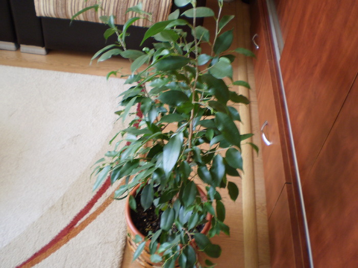 FICUS - FLORI
