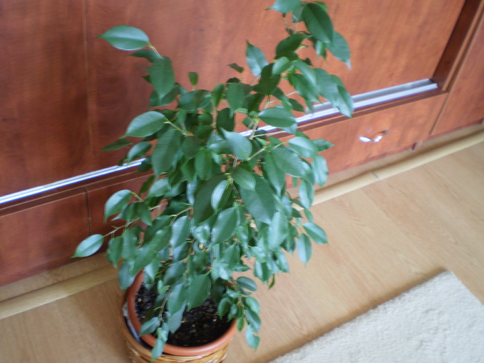 FICUS - FLORI