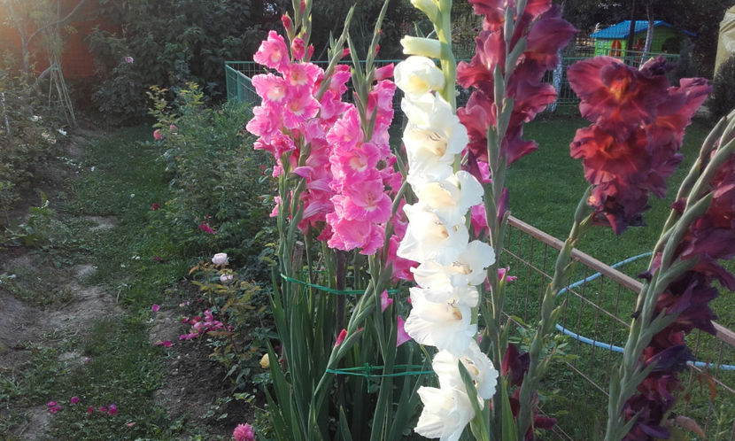  - Gladiole