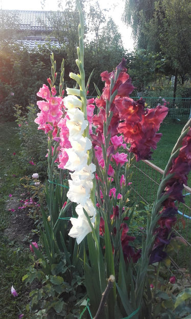  - Gladiole