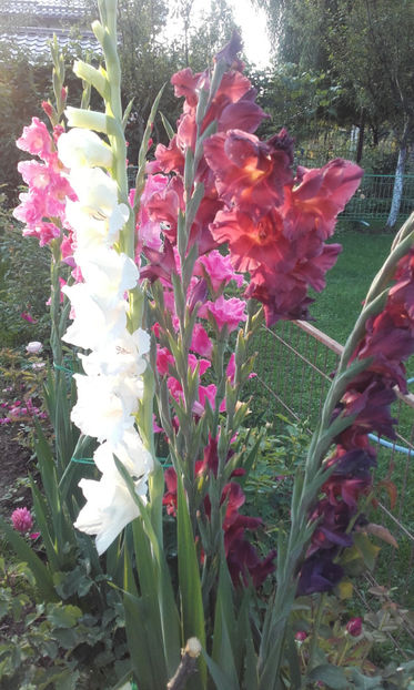  - Gladiole