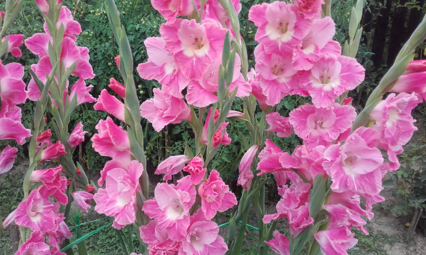  - Gladiole