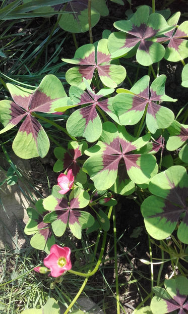  - Oxalis