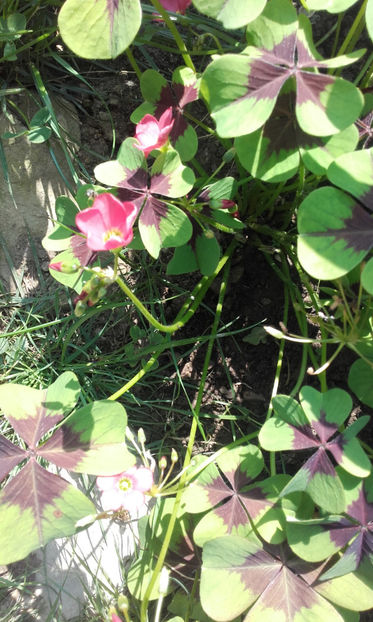  - Oxalis