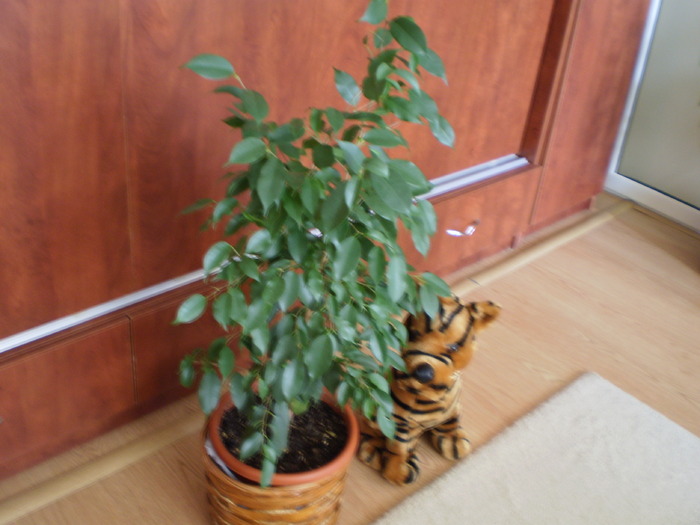 FICUS  SI CEZAR - FLORI