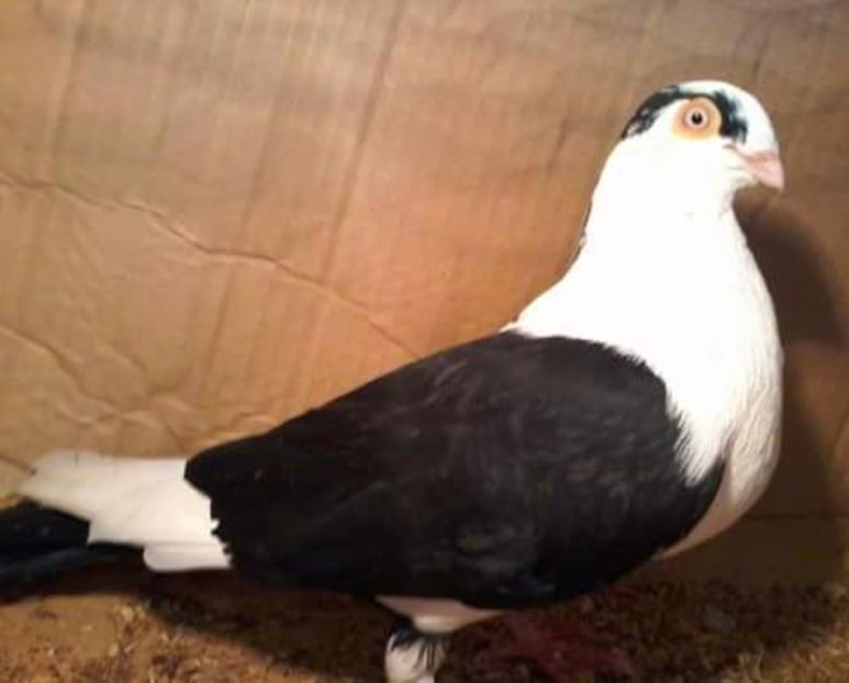  - Z-GALATENI CARE MI-AU APARTINUT