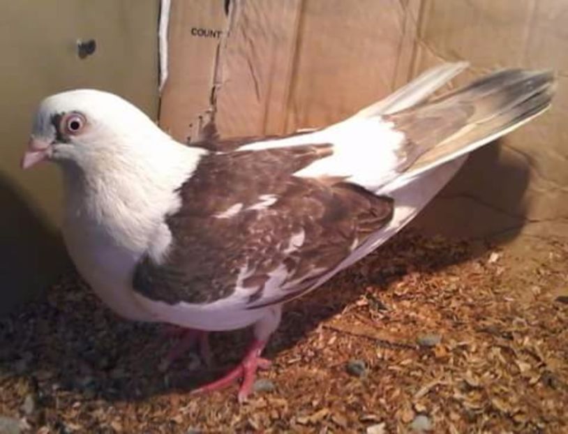 Moriscara - Z-GALATENI CARE MI-AU APARTINUT