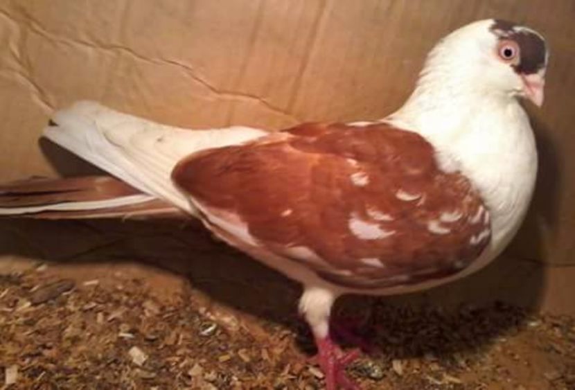 Moriscar - Z-GALATENI CARE MI-AU APARTINUT