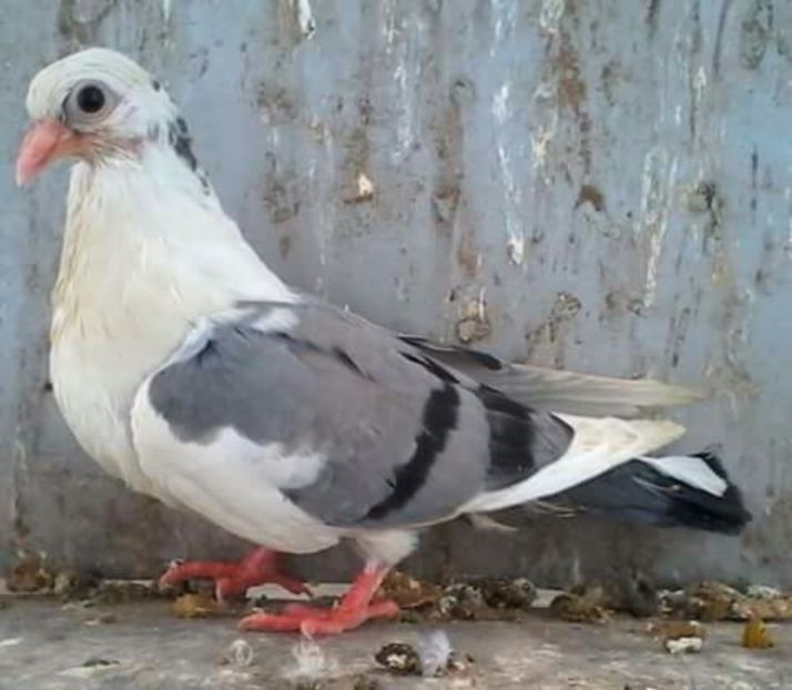 Din moriscari tari - Z-GALATENI CARE MI-AU APARTINUT