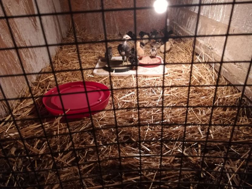 Voliera Puișori - VOLIERE