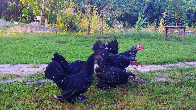  - 3 Mii de flori negru bobat