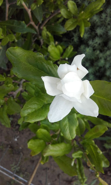  - Magnolia Stellata