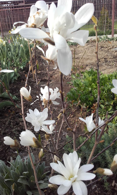  - Magnolia Stellata