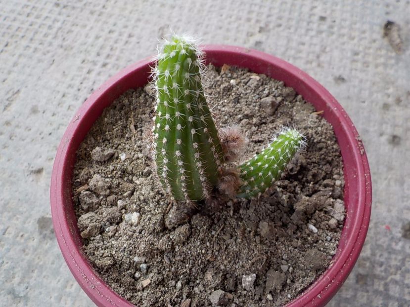  - Genul Chamaecereus