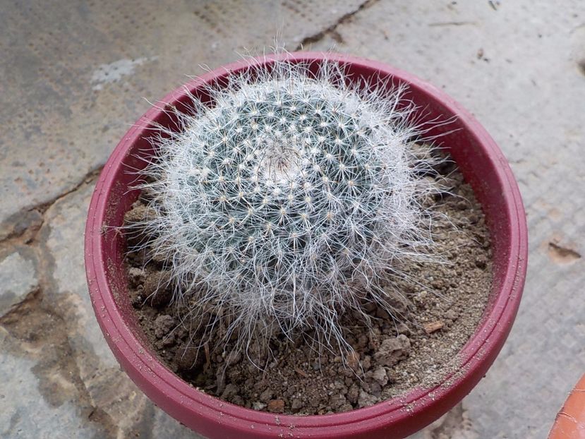 mammillaria candida - mammillaria candida