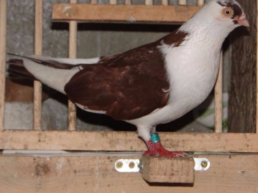 M2016 - porumbei care mi-au apartinut