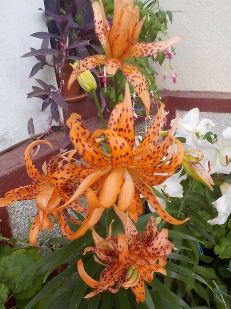  - lancifolium