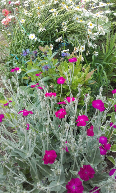  - Lychnis Coronaria Silene