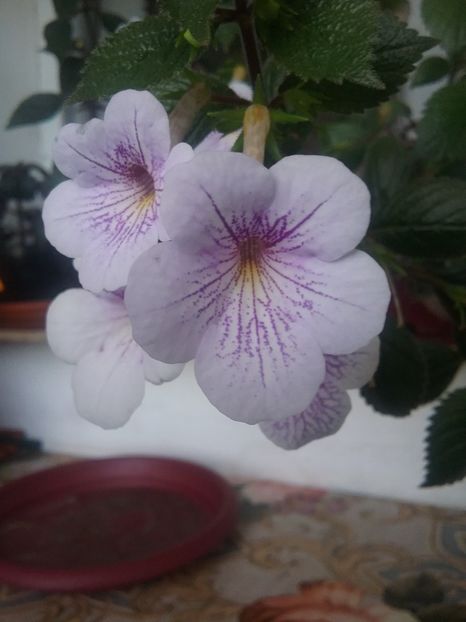  - Ambroise Verschaffelt