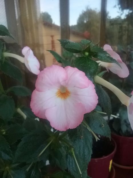  - Vie en Rose