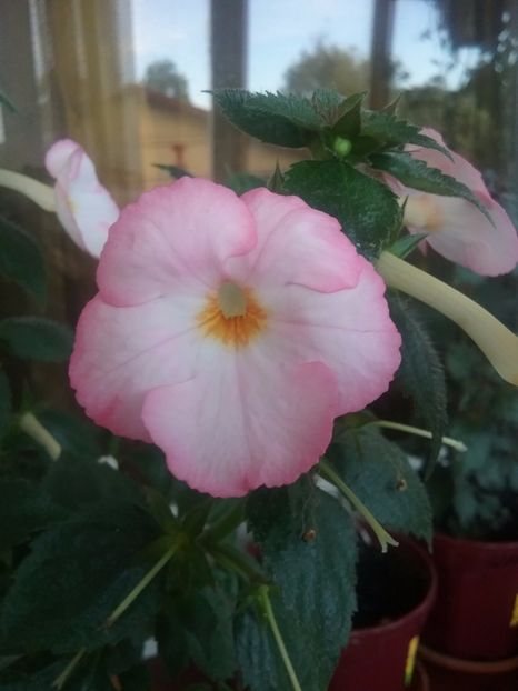  - Vie en Rose