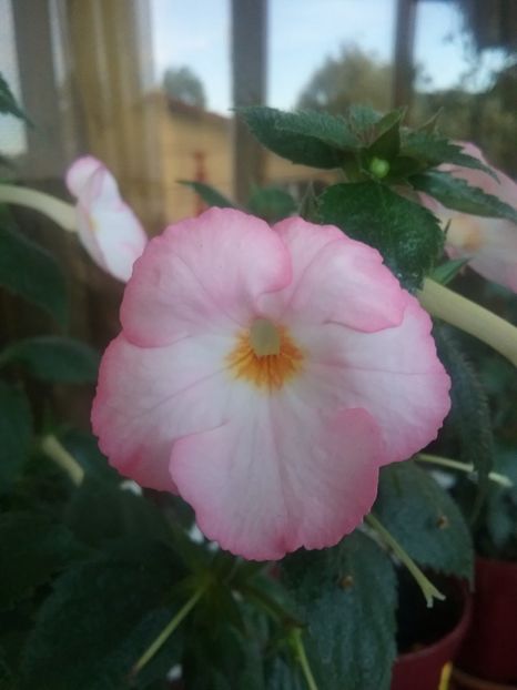  - Vie en Rose