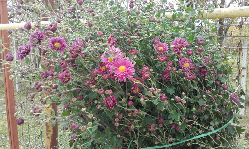  - Tufanele si crizanteme