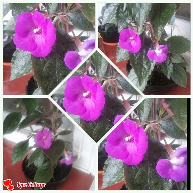  - Violaceea semiplena