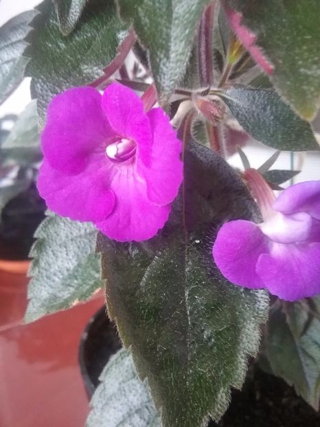 Violaceea semiplena - Violaceea semiplena