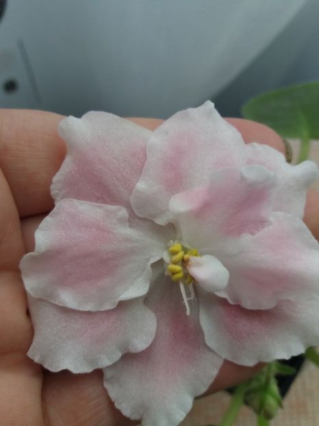 25 iulie - ZZ RS Utonchennyi Vkus -RS Refined Taste