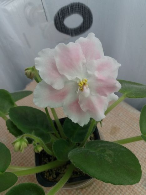 25 iulie - ZZ RS Utonchennyi Vkus -RS Refined Taste