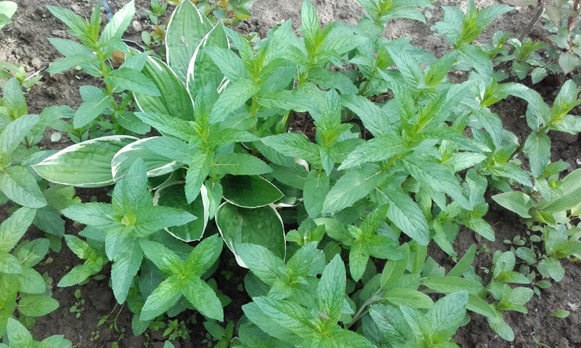  - Menta indigena si menta indiana