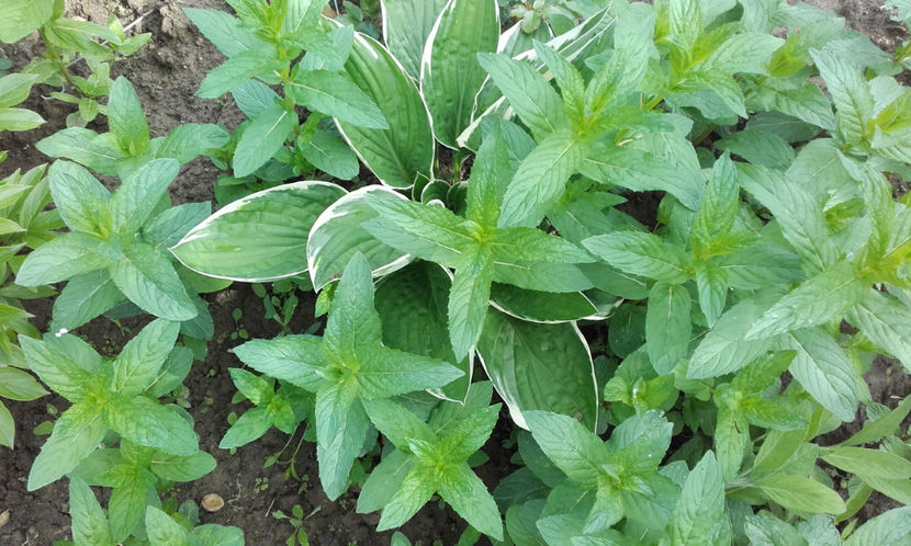  - Menta indigena si menta indiana