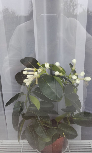 002 (2) - Stephanotis Iasomie de Madagascar